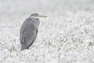 Grey heron (Ardea cinerea) stands in winter in heavy snowfall on a snow-covered meadow, in a field,
