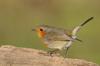 Commonly known songbird... The robin (Erithacus rubecula) is probably one of our best-known native