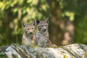 Eurasian lynx (Lynx lynx) youngsters on a rock, Bavaria, Germany, Europe