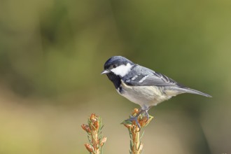 Fir tit (Parus ater), sitting on the top of a young spruce, European spruce (Picea abies),