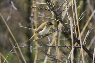 Chiffchaff, willow warbler sitting on a branch in dry reeds, Insel Düne, Heligoland,