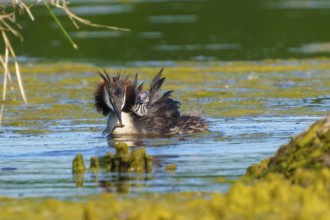 Great Crested Grebe with chicks on its back swimming calmly in the water, Great Crested Grebe,