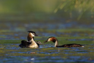 Two great crested grebes in the water in quiet interaction, surrounded by natural environment,