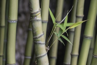 Bamboo (Phyllostachys), Veneto, Italy, Europe