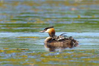 A bird in a wide body of water with young offspring, the scenery looks calm and relaxed, Great
