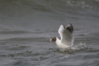 Black-headed gull (Chroicocephalus ridibundus) in summer plumage, swimming with a small fish in its