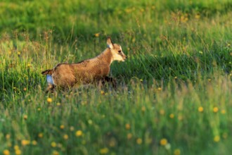 A young chamois running through a flowering meadow, chamois, chamois, (Rupicapra rupicaprae),