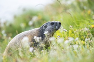 Alpine marmot (Marmota marmota) in autumn, Grossglockner, High Tauern National Park, Austria,