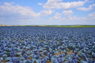 Sprawling field with red cabbage plants under a blue sky with white clouds, Hausen, Würzburg