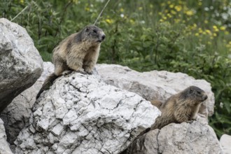 Marmot (Marmota marmota), Monte Baldo, Veneto, Italy, Europe