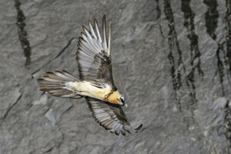 In all its splendour... Bearded vulture (Gypaetus barbatus) in front of a rock face in the Valais