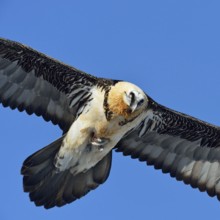 Close up... Bearded vulture (Gypaetus barbatus) in flight against a blue sky, carrying a bone in