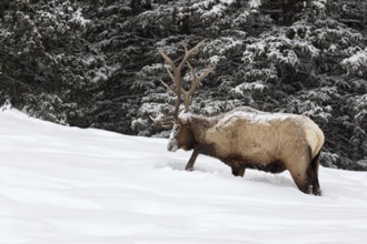 Foraging in the depths of winter... Wapiti (Cervus canadensis), large American deer scratching its
