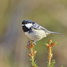 Fir tit (Parus ater), sitting on the top of a young spruce, European spruce (Picea abies),