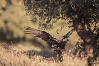 Iberian Eagle (Aquila adalberti), Spanish imperial eagle, Extremadura, Castilla La Mancha, Spain,