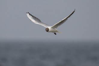 Black-headed gull (Chroicocephalus ridibundus) in summer plumage, flying above the sea surface,