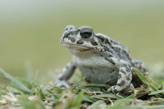 Nice to look at... Green toad (Bufo viridis), toad in the grass, rare toad species, its typical