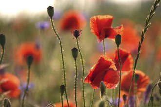 Picturesque beautiful poppies, June, Germany, Europe