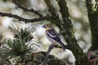 Hawfinch (Coccothraustes coccothraustes), juvenile, Emsland, Lower Saxony, Germany, Europe