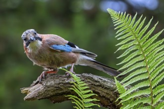 Eurasian jay, European jay (Garrulus glandarius, Corvus glandarius) perched on tree branch with