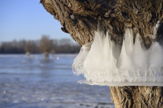 Natural flood level indicator... Bislicher Insel (winter flood 2020, 2021), ice rings on the trees