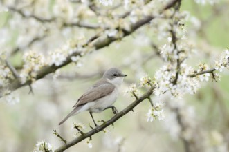In the flowering hawthorn... Rattling warbler (Sylvia curruca) native songbird in the typical