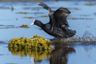 Eurasian Coot running across the water with wings spread while plants can be seen in the water,