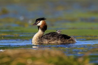 A great crested grebe swimming on a lake surrounded by natural vegetation, Great crested grebe,