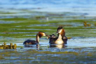 Great Crested Grebe, (Podiceps Scalloped ribbonfish), with chicks, wildlife, Germany, Europe