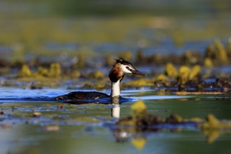 A great crested grebe swims in clear water surrounded by green vegetation and reflections, Great