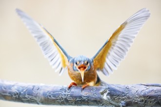 Kingfisher (Alcedo atthis) Germany