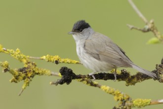 Summer is coming... Eurasian blackcap (Sylvia atricapilla), male in his magnificent plumage sitting