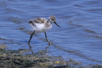 Pied avocet (Recurvirostra avosetta) chick foraging in shallow water of pond in spring