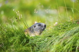 Alpine marmot (Marmota marmota) in autumn, Grossglockner, High Tauern National Park, Austria,