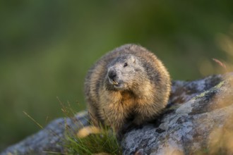 Alpine marmot (Marmota marmota) in autumn, Grossglockner, High Tauern National Park, Austria,