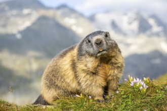 Alpine marmot (Marmota marmota) in autumn, Grossglockner, High Tauern National Park, Austria,