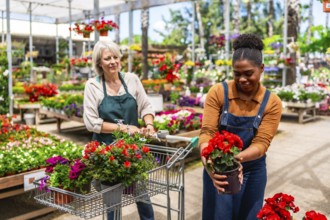 Two women working together at a vibrant garden center, pushing carts filled with colorful flowers