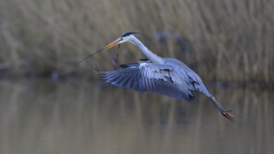 Grey heron (Ardea cinerea), in flight with a twig in its beak, Neckar valley, Baden-Württemberg,