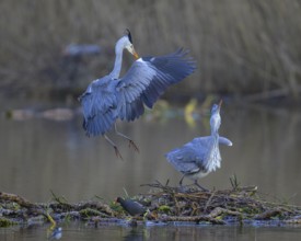 Grey heron (Ardea cinerea), breeding pair building a nest on the floating roots of the water lily,