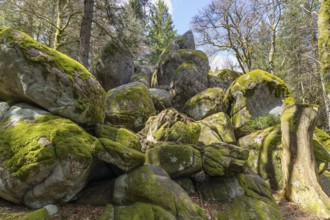 Granite rock Günterfelsen near the source of the Danube, Furtwangen in the Black Forest,