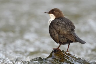 By a rushing stream... White-throated Dipper (Cinclus cinclus) sits on a stone washed over by water
