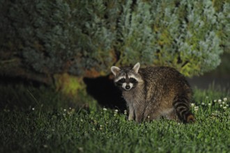 Surprised... Raccoon (Procyon lotor) at midnight in a garden, looks surprised into the camera,