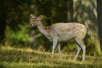 Fallow deer (Dama dama), female, standing quietly in the forest, surrounded by sunbeams, Germany,
