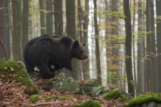 Early in the morning... European brown bear (Ursus arctos) standing on a slope on some rocks in the