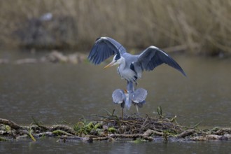 Grey heron (Ardea cinerea), copula, nest on floating roots of water lily in front of reeds, Neckar
