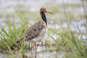 Elegant... Ruff (Philomachus pugnax) in spring during migration, regular migrant in Germany, almost