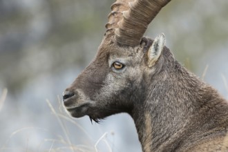 Impressive... Alpine ibex (Capra ibex), head portrait, detailed close-up of an ibex in the Alps,
