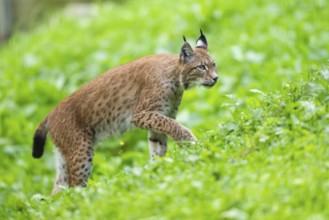 Eurasian lynx (Lynx lynx) on a meadow, Austria, Europe