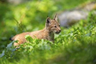 Eurasian lynx (Lynx lynx) youngster on a meadow, Bavaria, Germany, Europe