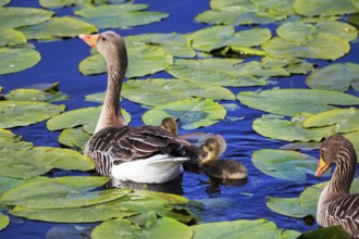 Greylag goose (Anser anser) with chicks, swimming on a pond, lily pads, Insel Düne, Heligoland,